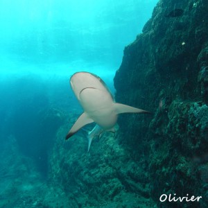 Shark Arena north of mauritius