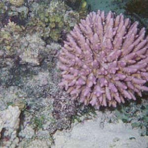 coral0109
