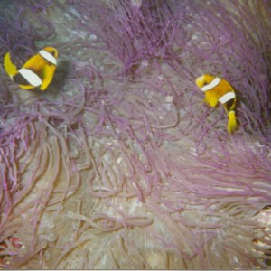 Sebae Clownfish in Anemone Solomon Islands