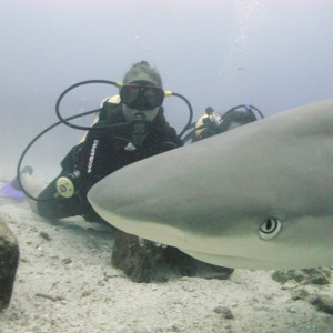 Shark Dive St. Martin 2011