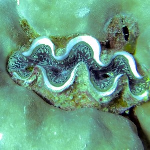 Giant Clam on the Great Barrier Reef