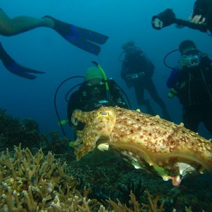 Cuttlefish in Palau