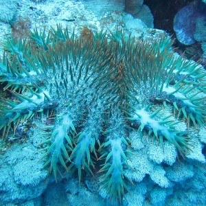 Crown of Thorns Starfish