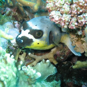 Blackspotted Puffer Fish with unusual colouring