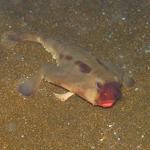 Red Lip Batfish