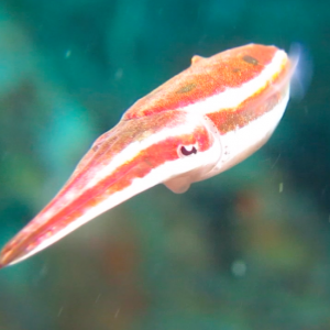 Crinoid cuttlefish