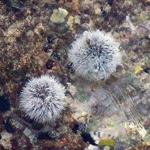 urchins2