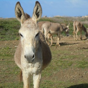 donkey11