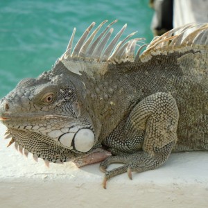 iguana_friend4