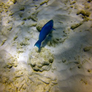 parrotfish8