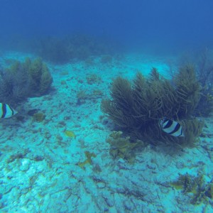 banded_butterfly_fish
