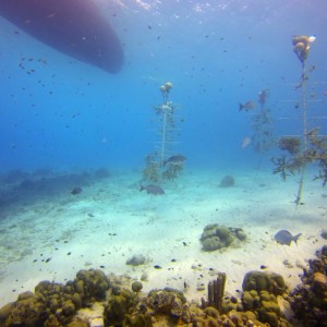 coral_conservation