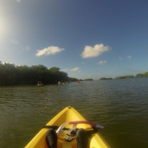 mangrove_kayak