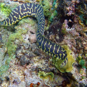 Chain Moray Eel