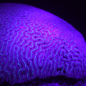 UV_coral