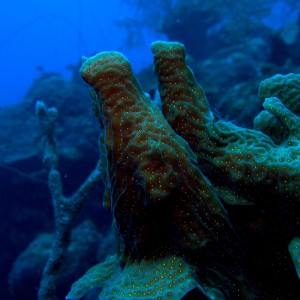 yellow_spotted_Coral