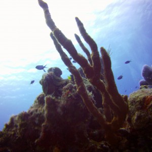 MScuba360 - Finger Coral in the Sun