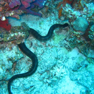Black-banded sea krait