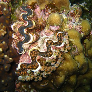 Giant clams imbedded in rock