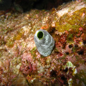 Tiny green and silver sponge