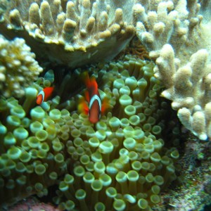 Bubble Anemone, Coral and Clowns