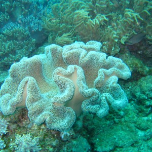 Huge soft coral, Okinawa