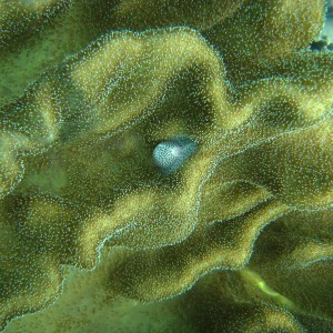 Snail in large soft coral