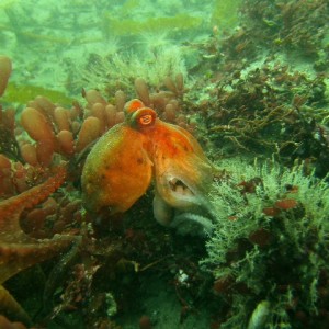 Octopus in Monterey