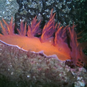 Rainbow Nudibranch