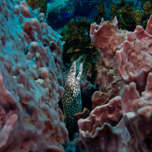 Cozumel Spotted eel
