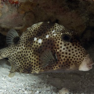 Cozumel Spotted Trunkfish