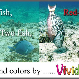 Vivid-Pix Fix of the week!  One fish, Two fish, Red-ish fish, Blue...