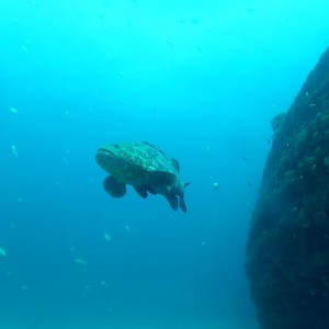 diving in jupiter with goliath groper