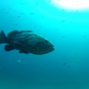 diving in jupiter goliather grouper II