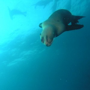 Channel Islands Sea lion