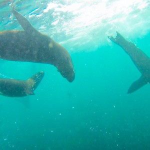Snorkeling with seals