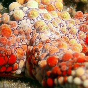 Starfish (closeup)