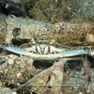 Blue Crab, Callinectes sp.