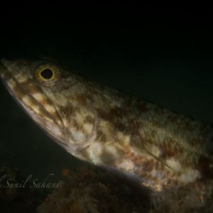 Lizard fish