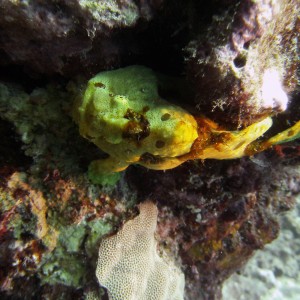 Frog Fish at Kua