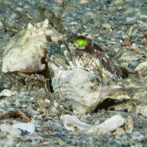 Rough Box Crab, Calappa gallus and Banded Jawfish, Opistognatjus macrognath