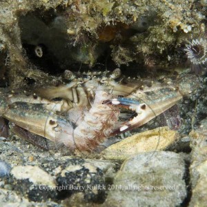 Blue Crab, Callinectes sp. and Red-Tipped Fireworm, Choleia viridis