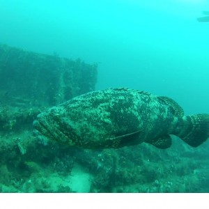 goliath grouper amaryllis and mizpah