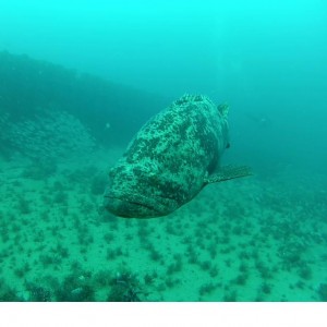 goliath grouper amaryllis and mizpah