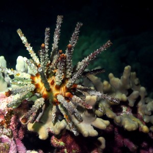 Rough-spined Urchin