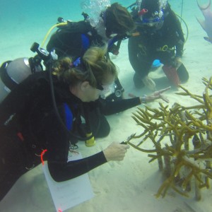 Coral Restoration Nursery Dive Jan 2015