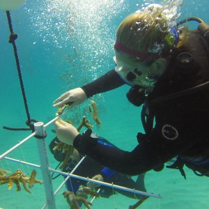 Coral Restoration Nursery Dive Jan 2015