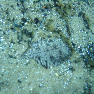 Fresh water flatfish