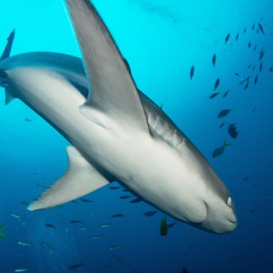 Shark in PNG