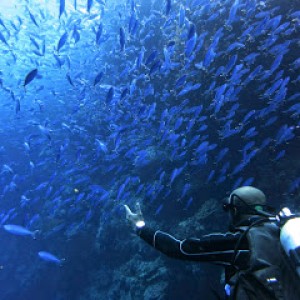 Sea of fish